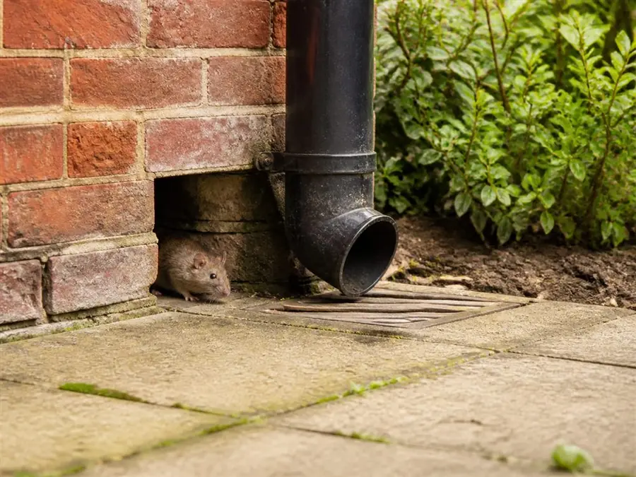 Rat beside the exterior wall of a property