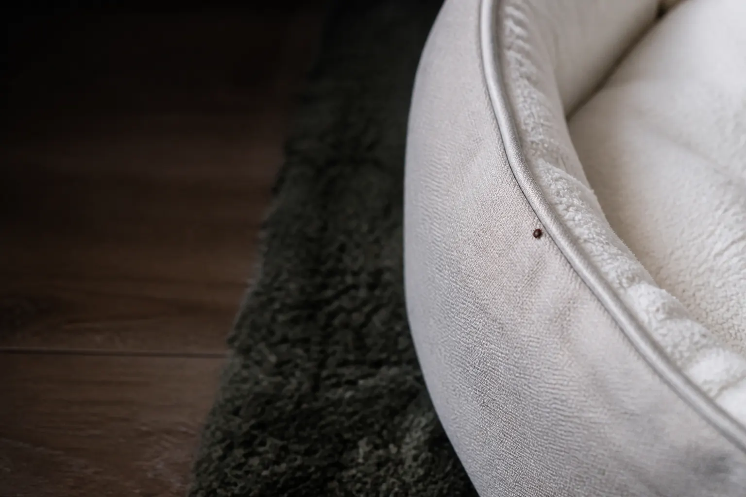 Close inspection of pet bedding and carpet for signs of flea activity