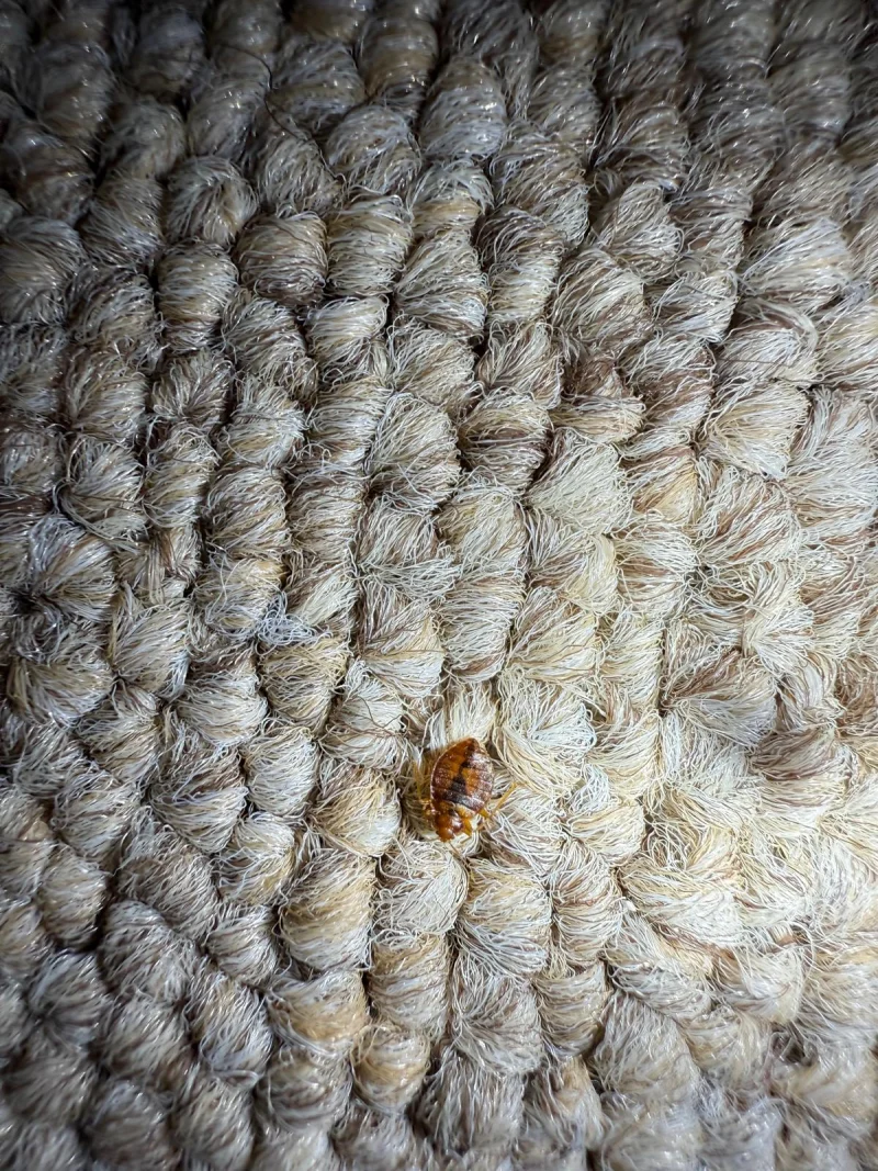 Bed bug on textured upholstery photographed during an inspection