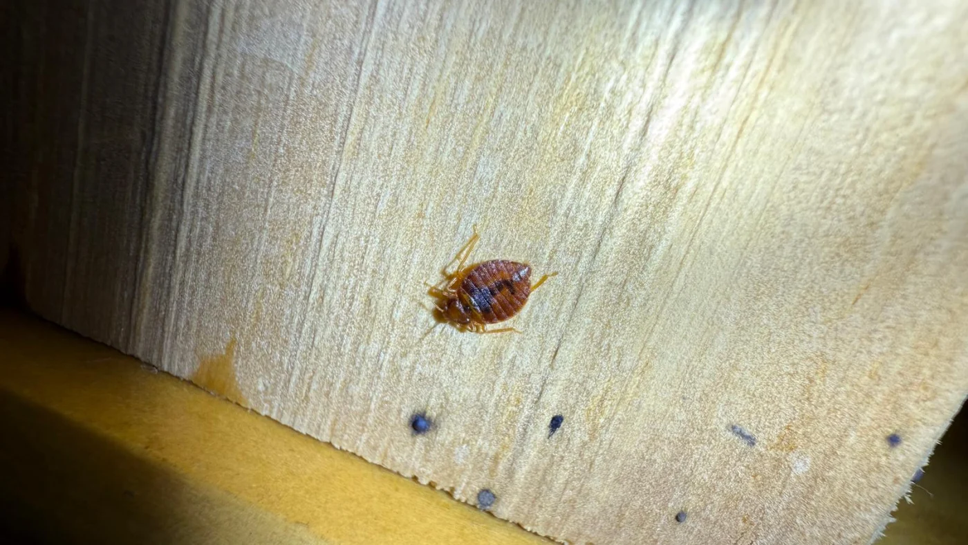 Bed bug on a wooden bed frame with dark spotting nearby