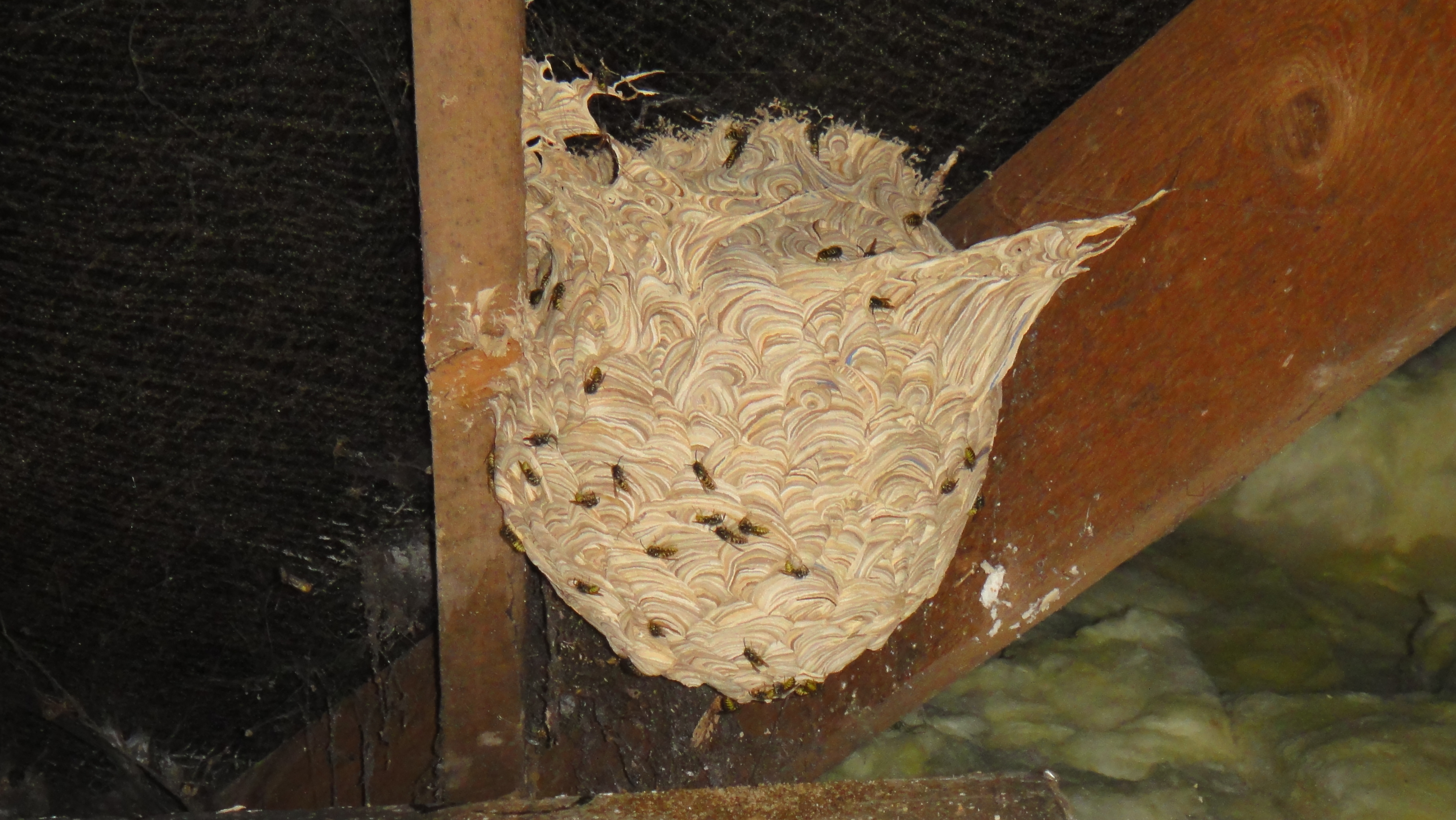 how to get rid of wasps nests in the loft