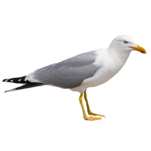 pest control kent seagull