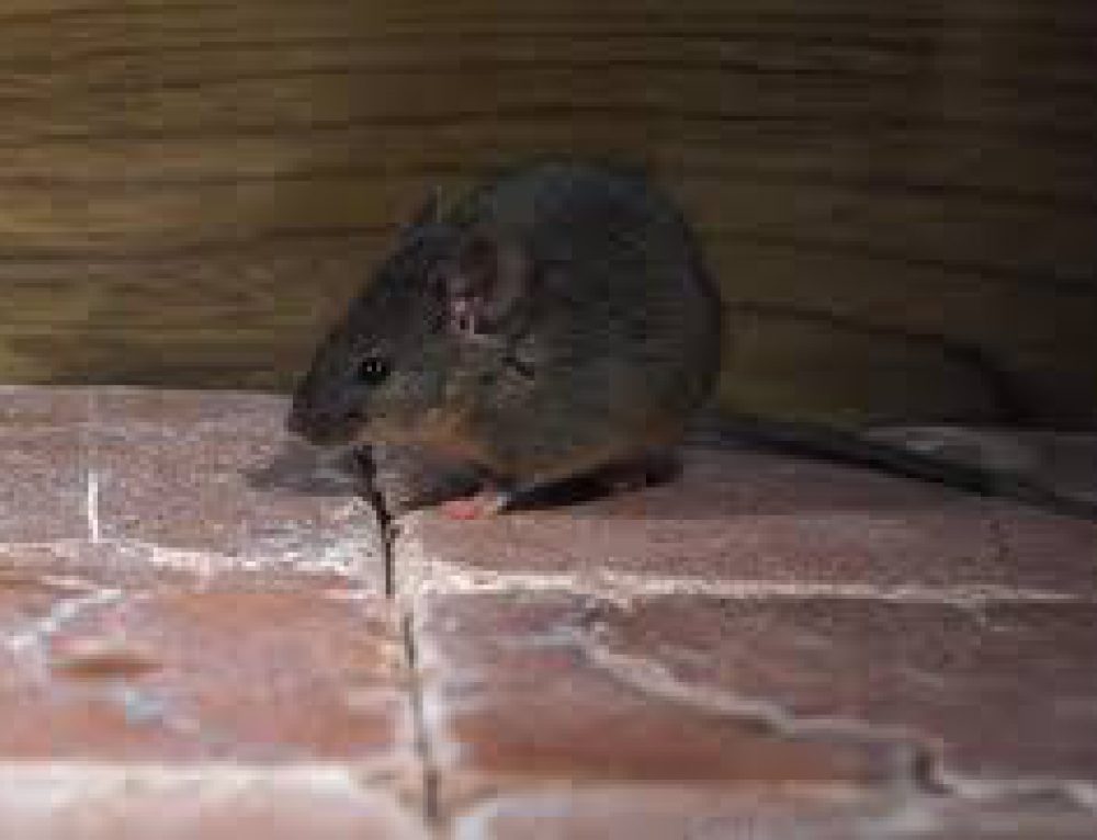 The Mouse & The Vending Machine Pest Control kent Kent Pest Control Pest Control Company