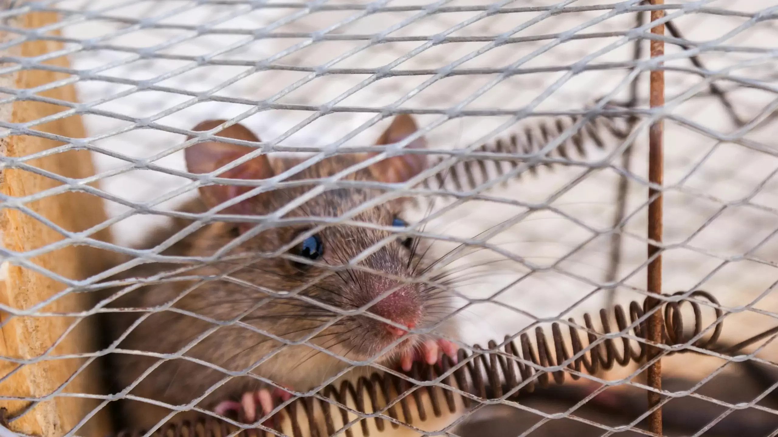 mice (1) mice (1)