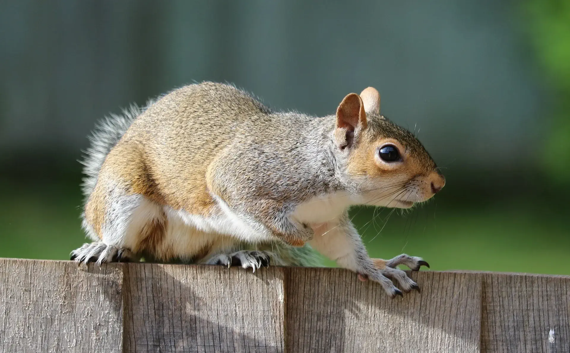squirrel-1401509_1920 (1) squirrel-1401509_1920 (1)