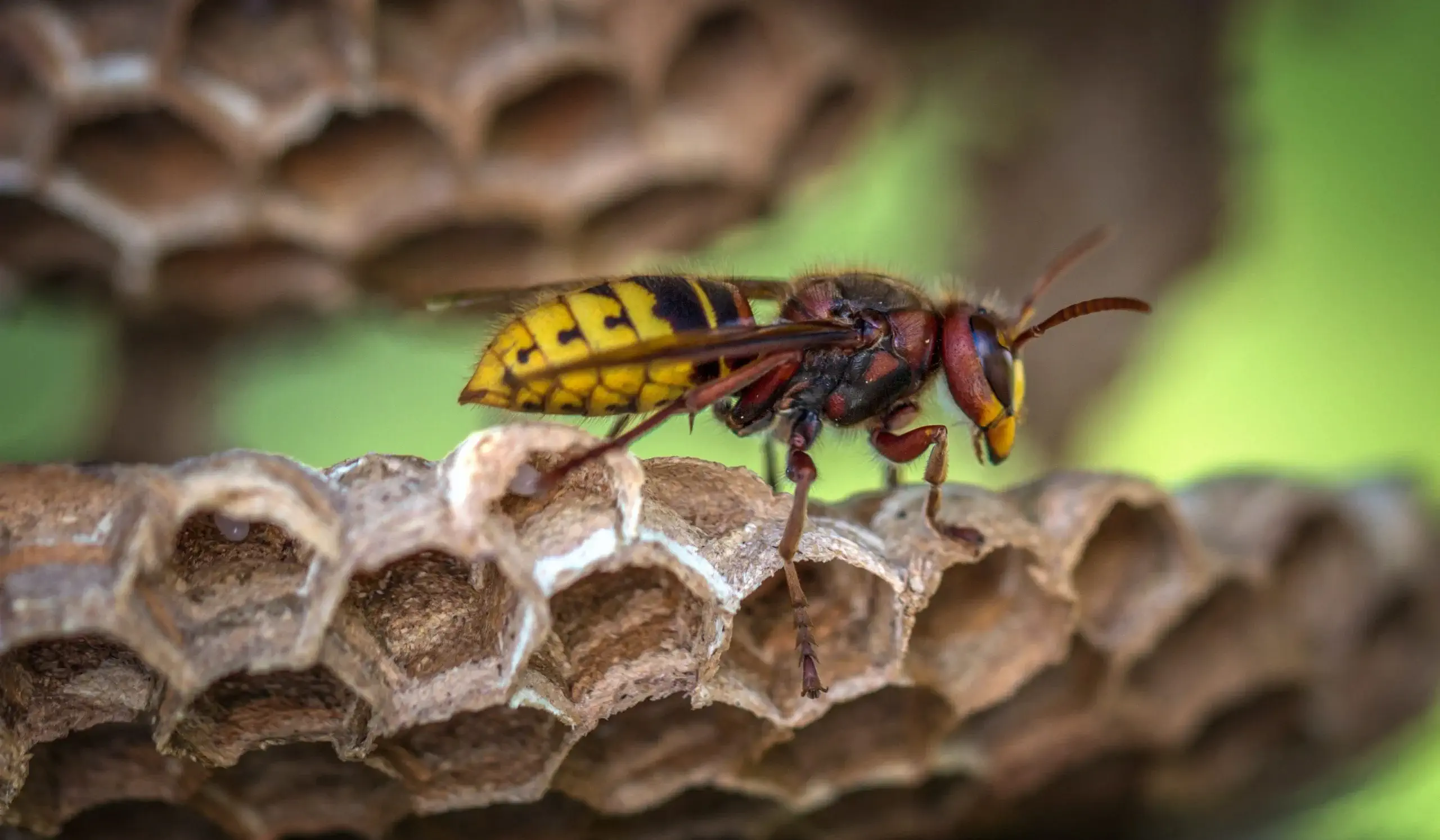 yellow-jacket-wasp-on-hive-closeup-photography-928976-scaled (1) yellow-jacket-wasp-on-hive-closeup-photography-928976-scaled (1)